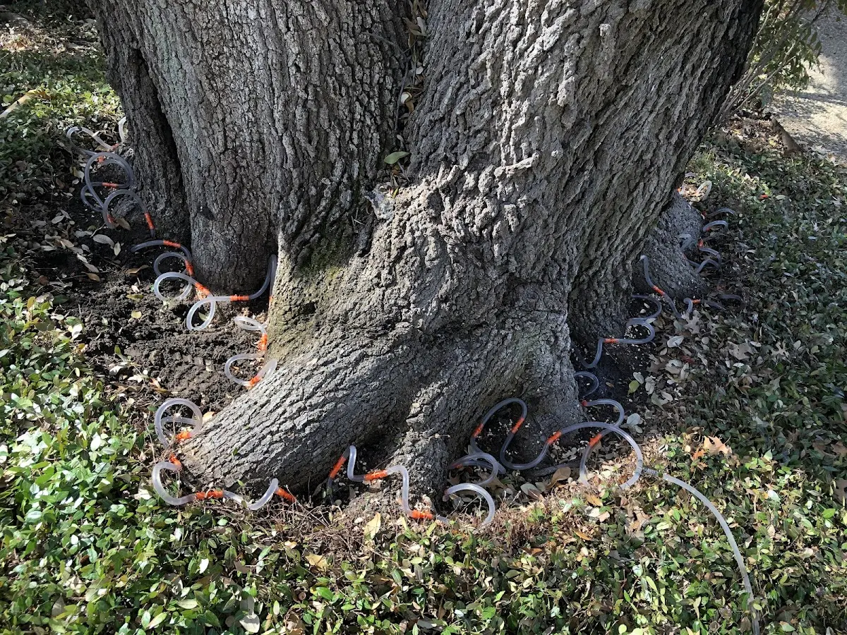 Detailed Tree Cabling and Bracing job site in Correll