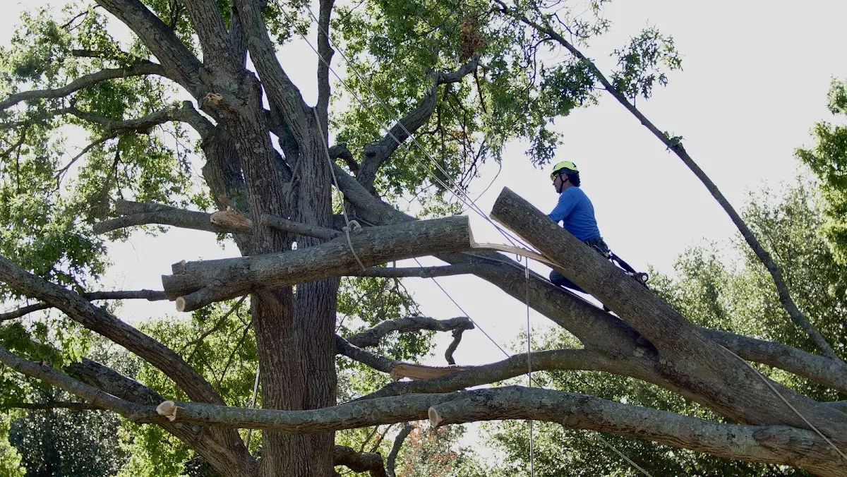 Professional Crown Thinning performed by certified arborists in Correll