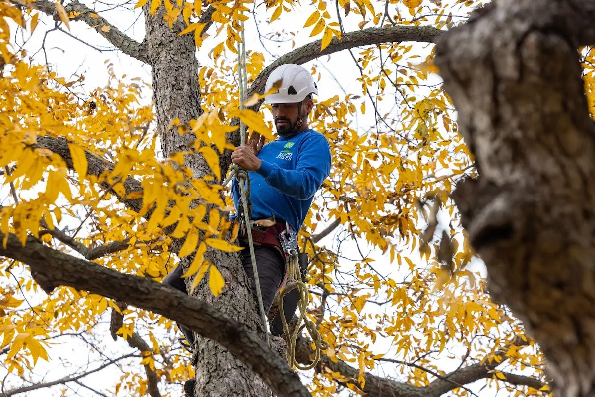 Skilled Emergency Tree Service crew working in Correll