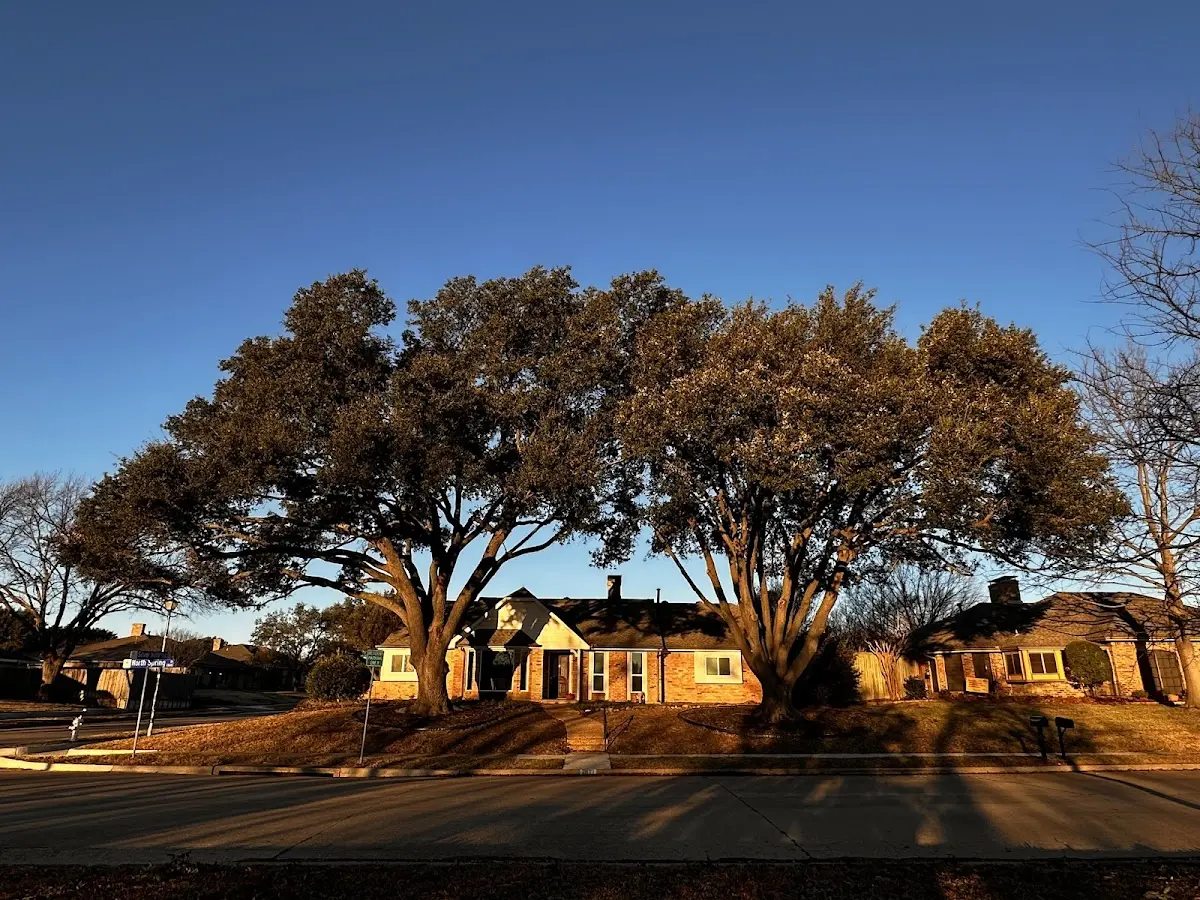 Established residential canopy tree shading a home in Correll